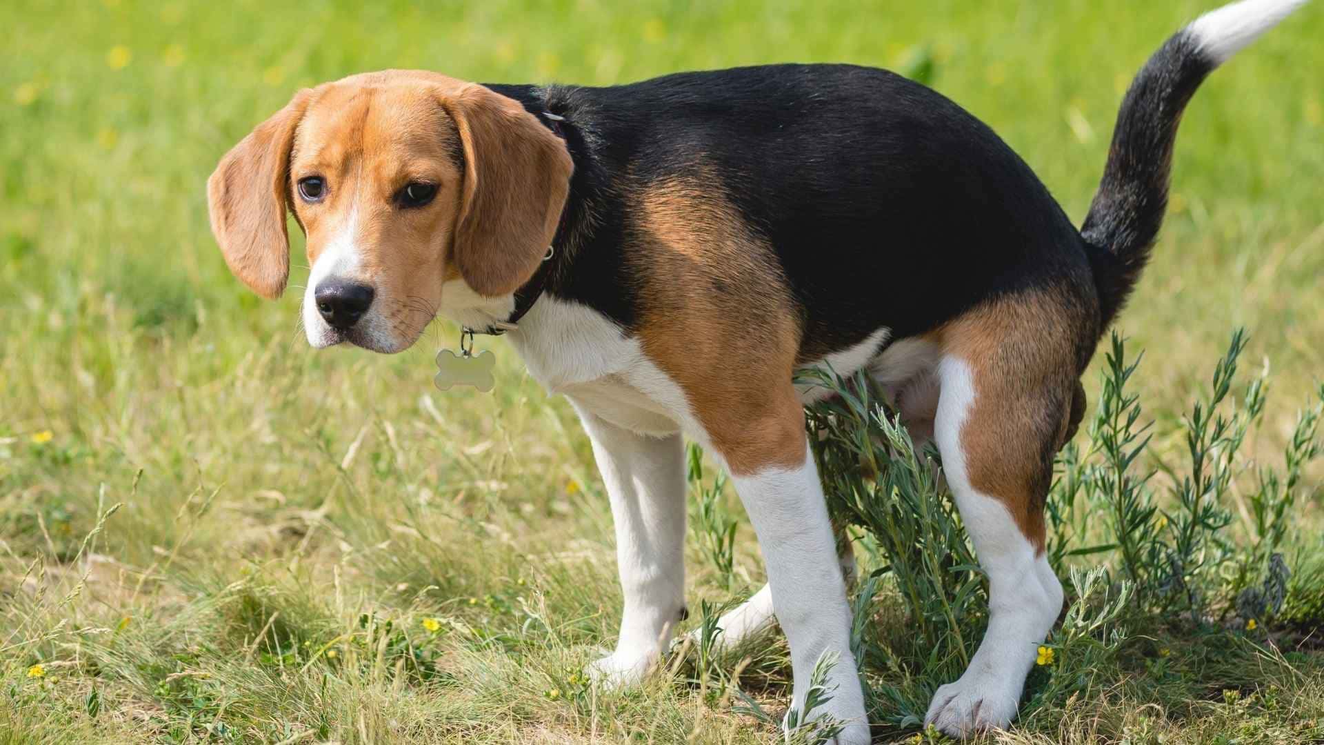 Tipos de heces de perro